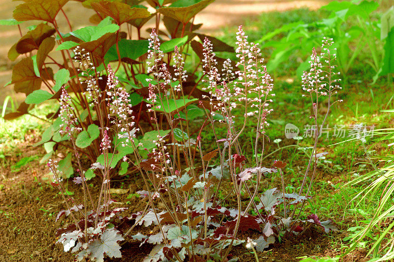 Heuchera /珊瑚钟